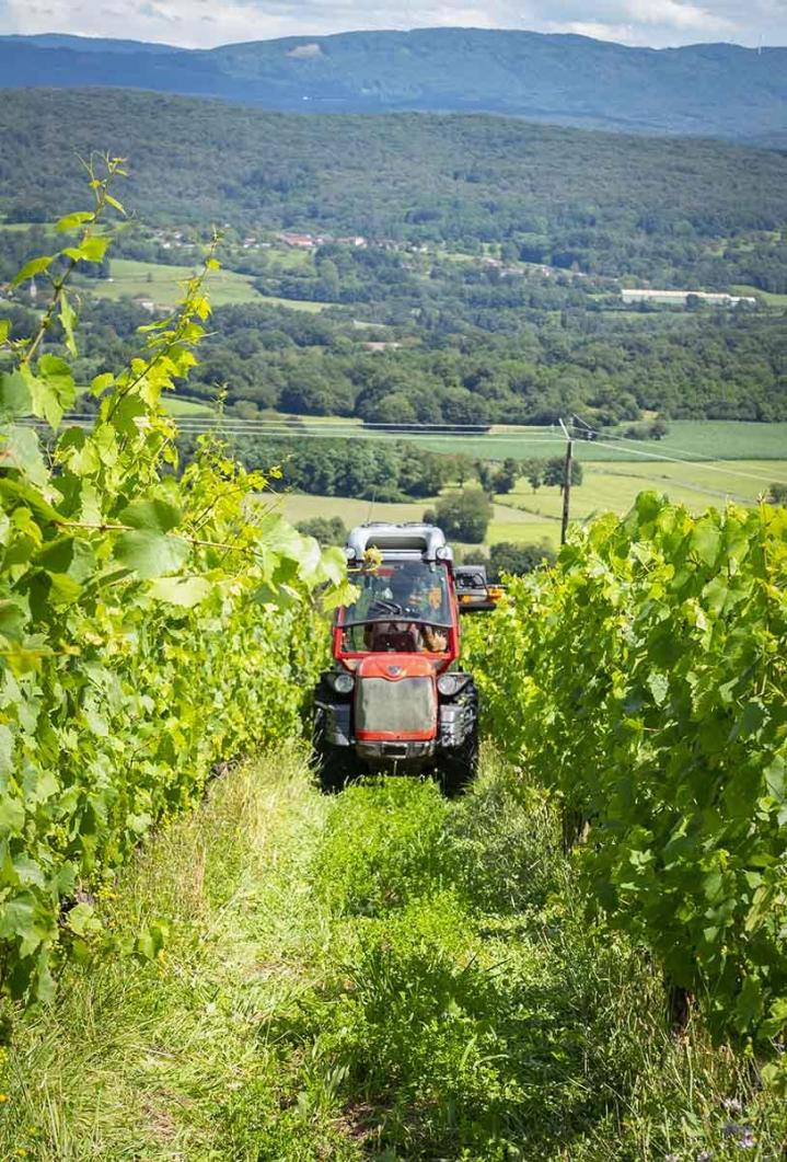 Production de vin Bohas-Meyriat-Rignat