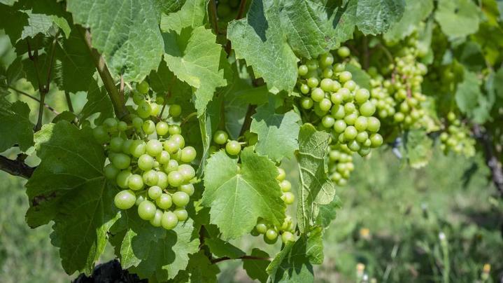 Production de vin Bohas-Meyriat-Rignat
