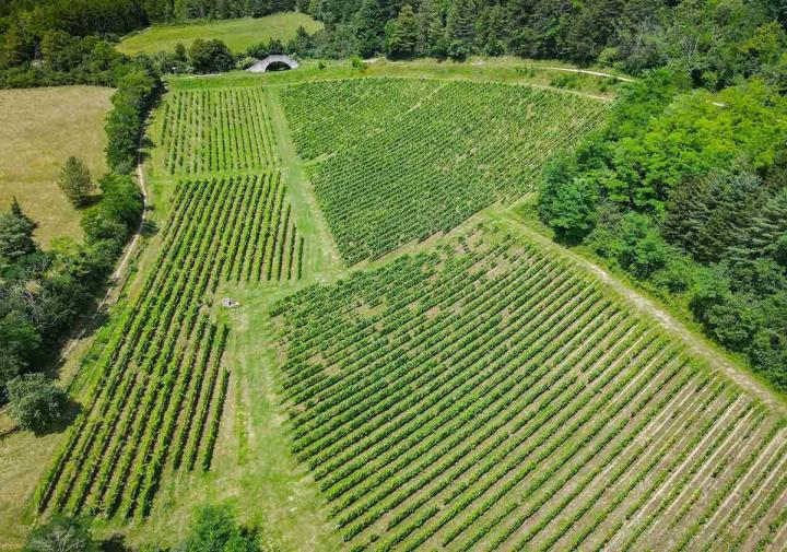 Production de vin Bohas-Meyriat-Rignat